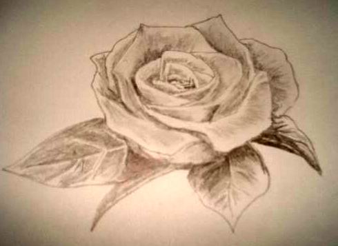 white rose drawing. black and white rose drawing.